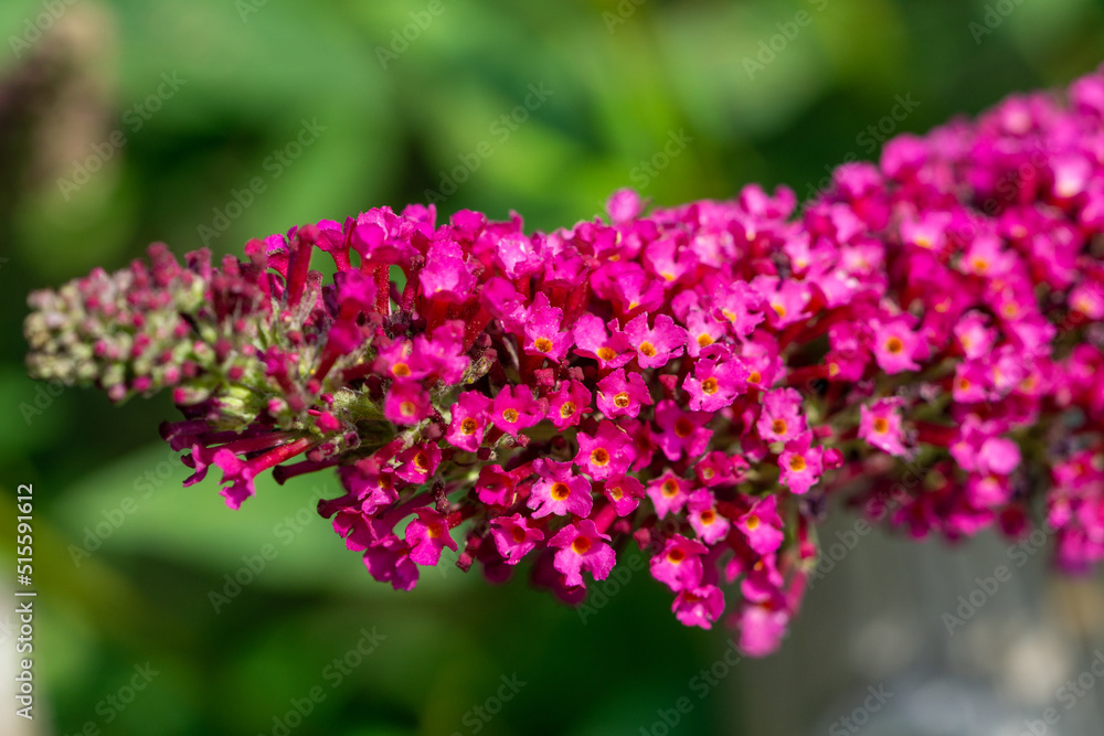 flowers of a summer lilac Buddleja davidii flowers of a summer lilac Buddleja davidii