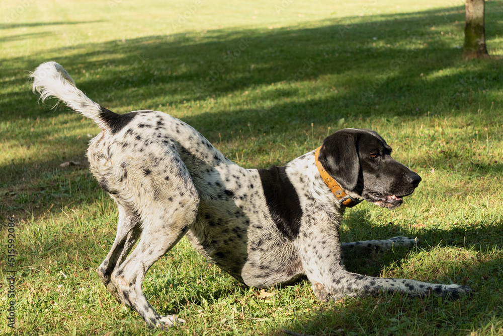 Black and white hunting dog in play position, front legs lying down and rear end in the air, ready to run, in a meadow