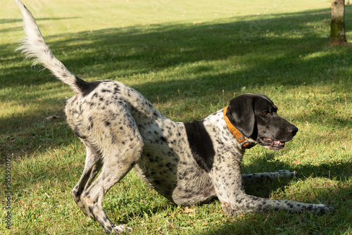 Black and white hunting dog in play position, front legs lying down and rear end in the air, ready to run, in a meadow