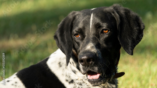Wallpaper Mural Portrait of a black and white hunting dog walking in a green park Torontodigital.ca