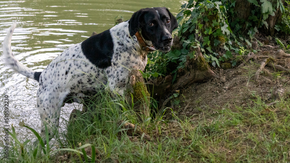 Close-up of a black and white hunting dog, emerging from a lake it was bathing in