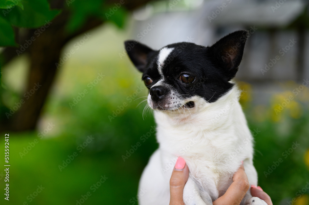 Close-up natural background portrait of Chihuahua. Adult Smooth Coated Chihuahua puppy Close-up natural background portrait of Chihuahua. Adult Smooth Coated Chihuahua puppy
