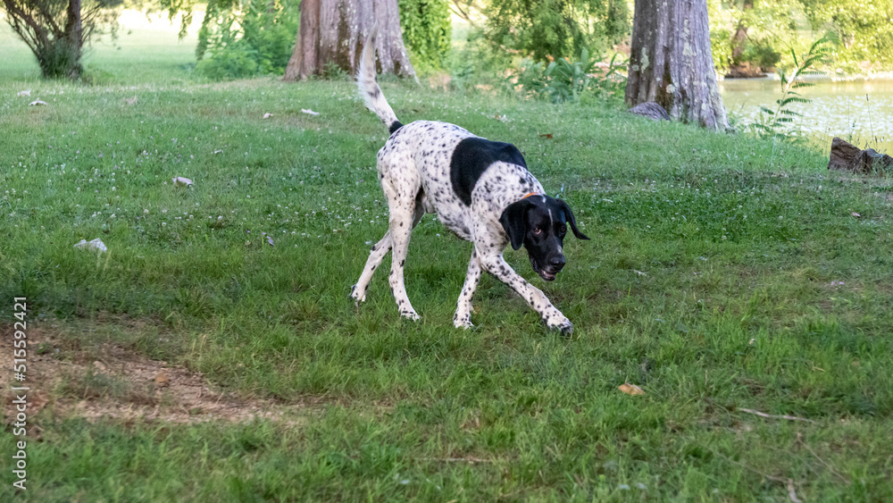 Portrait of a curious black and white hunting dog walking in a green park Portrait of a curious black and white hunting dog walking in a green park