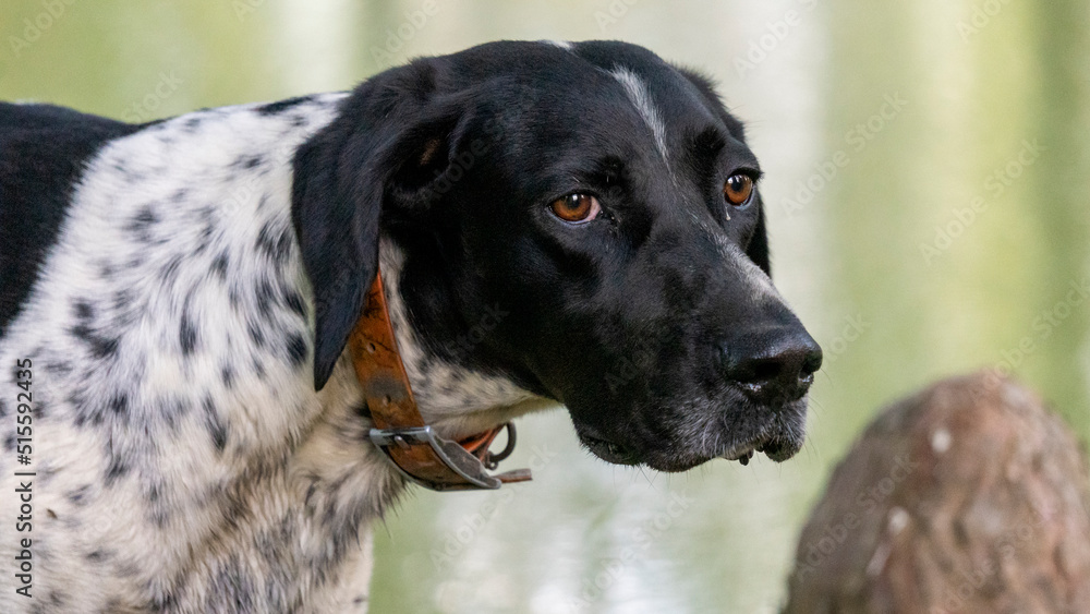Portrait of a black and white hunting dog walking in a green park