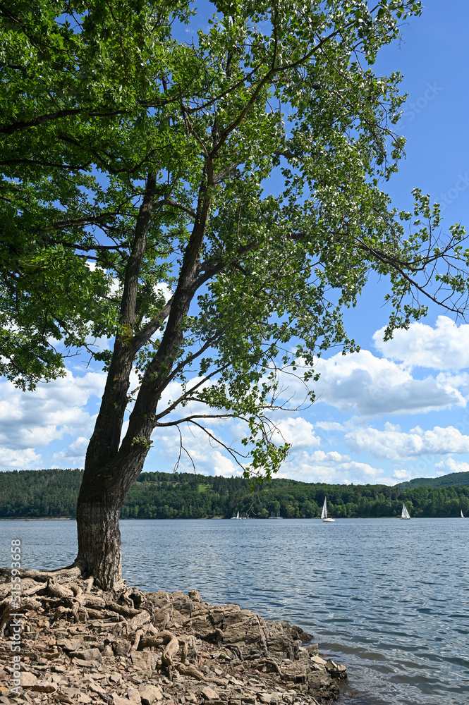 The lake Eder with a green tree , sailing boats and blue sky