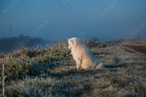 Samoyed white dog muzzle close up