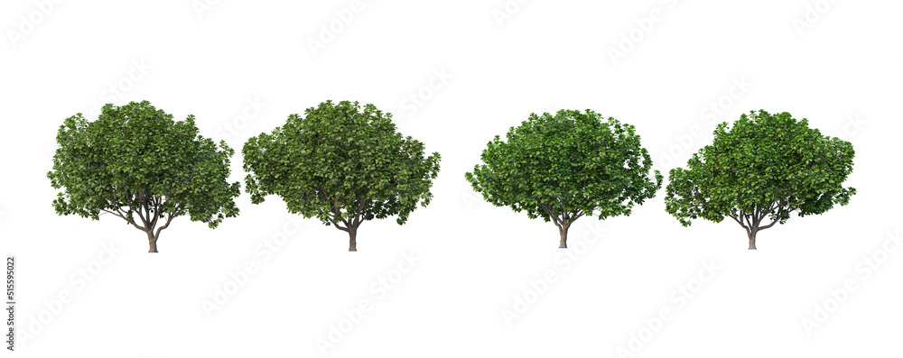 Fototapeta premium Many trees on a white background