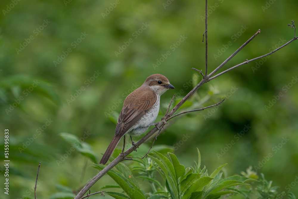 Obraz premium Red-backed Shrike (Lanius collurio) perched on a tree branch