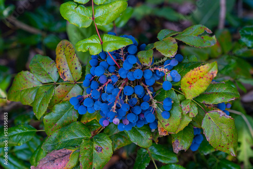 Oregon grape Mahonia branch dark blue grape berries. photo