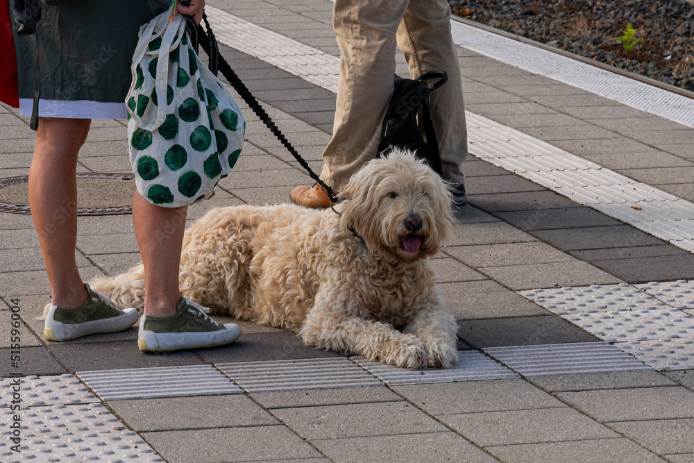 A large shaggy dog lies near the feet of the mistress. A large shaggy dog lies near the feet of the mistress.