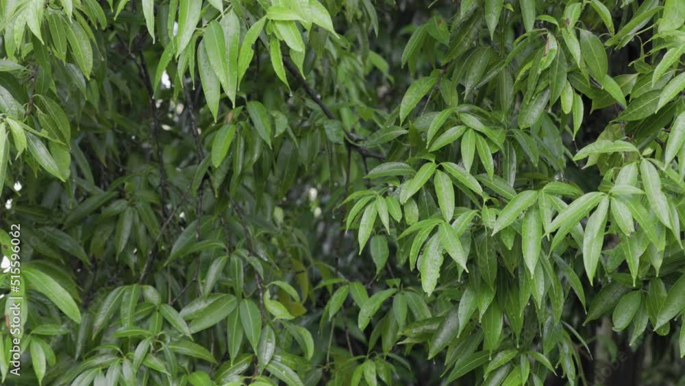 Green leaves of tree. Raindrops dripping from the tropical leaves of tree during the rain. Background for films and blogs about biology, health, climat change, global warming. High quality 4k footage Green leaves of tree. Raindrops dripping from the tropical leaves of tree during the rain. Background for films and blogs about biology, health, climat change, global warming. High quality 4k footage