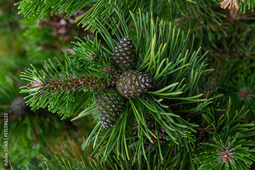 Twig with young pine cones and green needles.