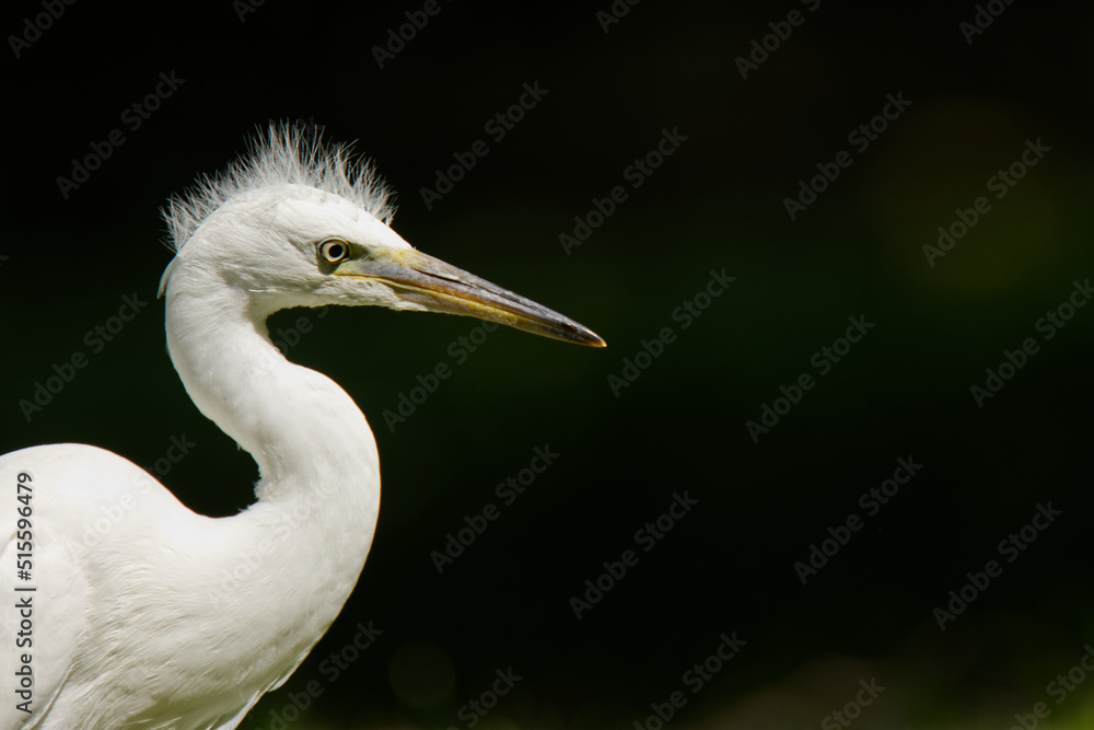A young Little Egret with a Dark Background A young Little Egret with a Dark Background