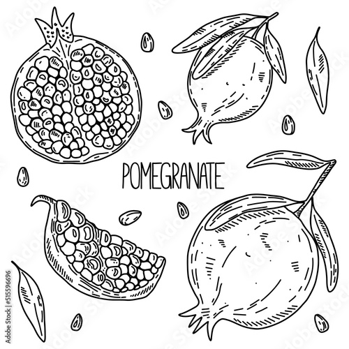 Hand drawn sketch style vector pomegranate set isolated on white background, eco food illustration