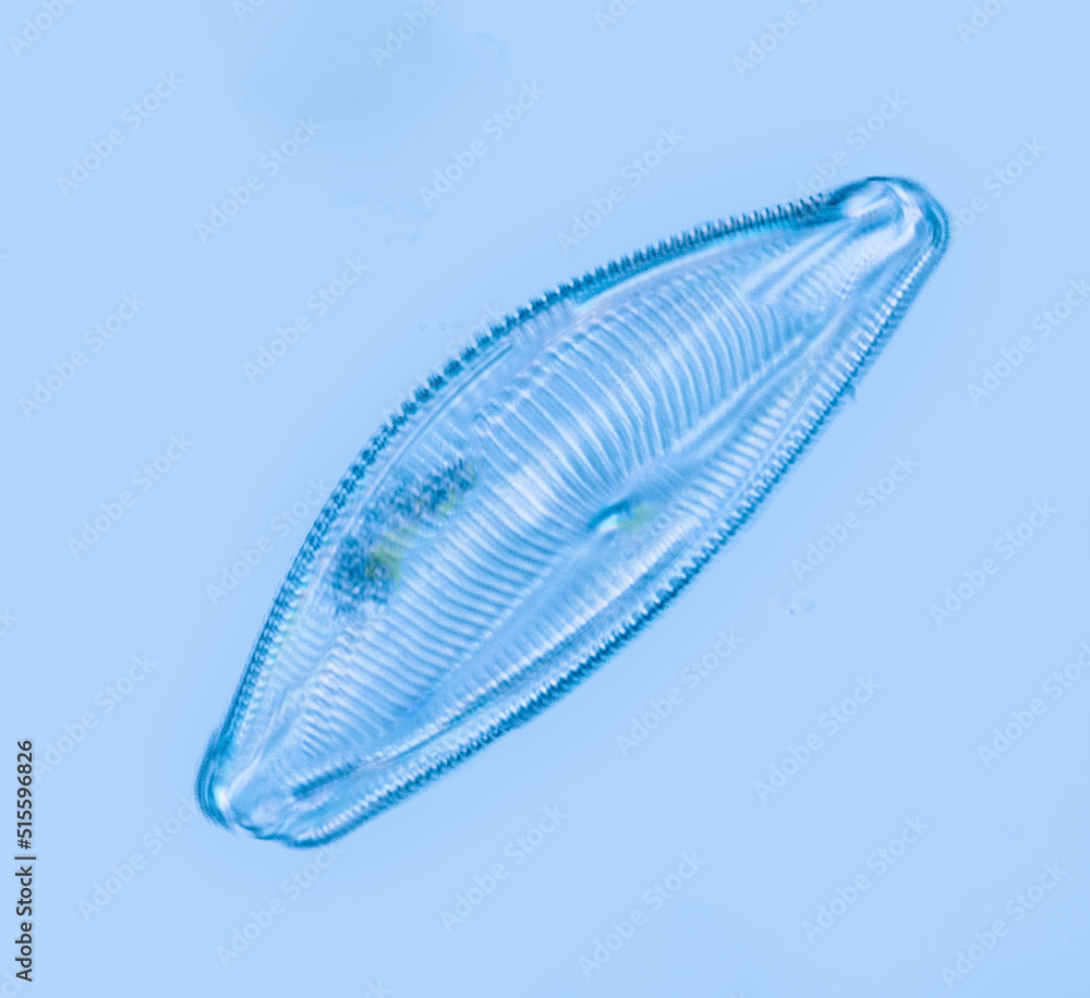Microscopic diatom algae from a pond Microscopic diatom algae from a pond