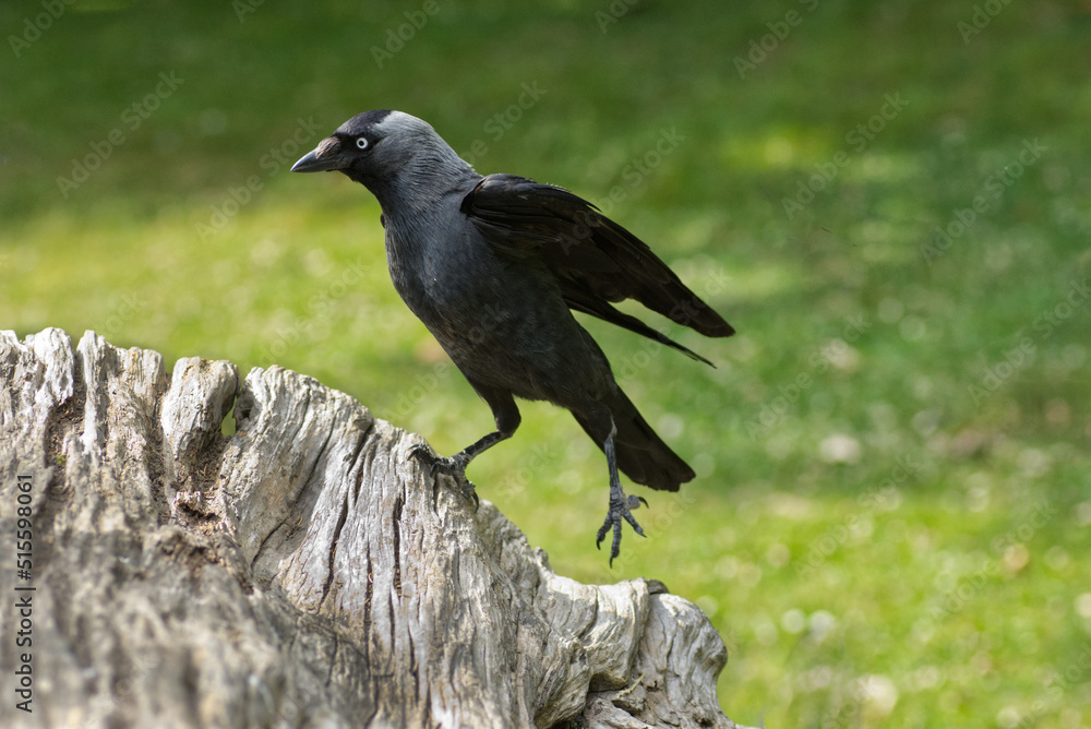 Obraz premium Jackdaw on a Log