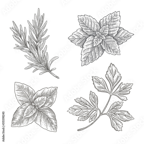 Leaves of parsley, basil, mint, sprig of rosemary on isolated background. Hand drawn set of herbs for cooking. Design element for markets and shops. Vector botanical illustration in engraving style.