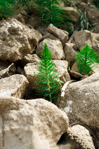 Horsetail plants growing despite the lack of rainfall due to strong heatwaves caused by climate change.