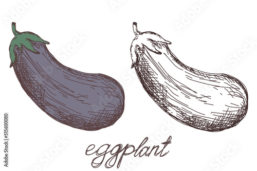eggplant vegetable hand drawn vector llustration realistic sketch. Hand drawn sketch vegetable eggplant. Eco food