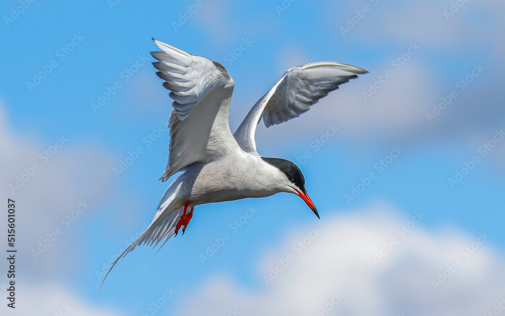 Common Tern Common Tern