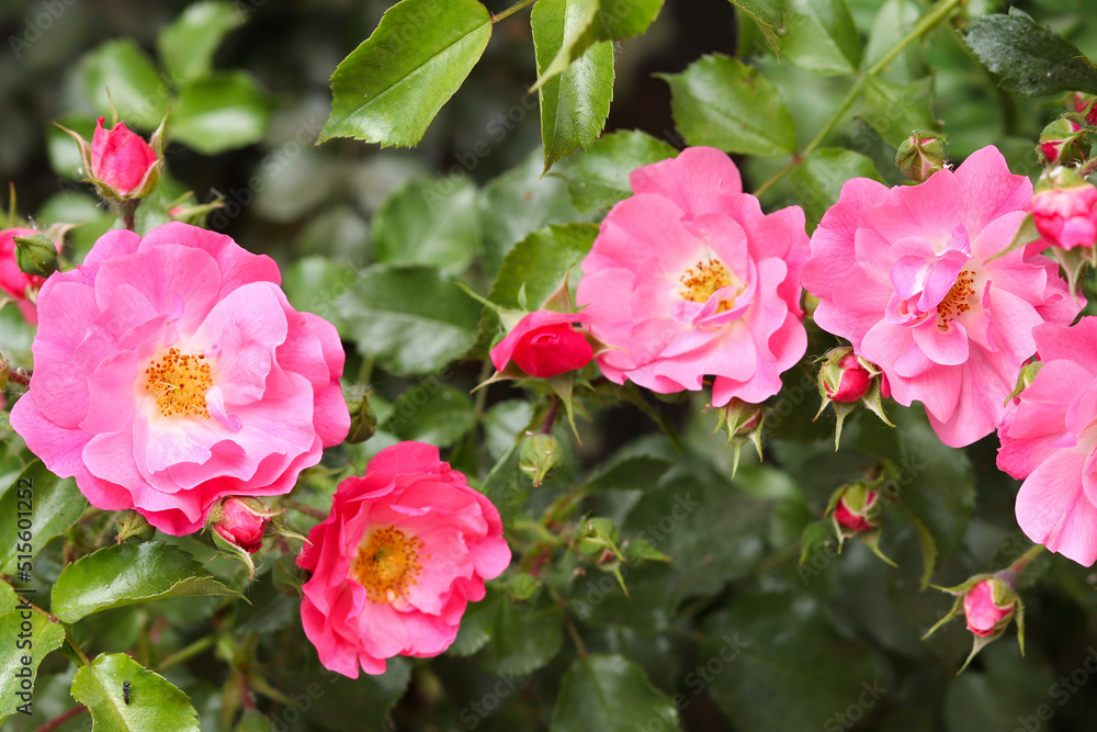Floral natural pattern with blooming wild rose bush - dog rose or Rosa canina. Selective focus, close-up Floral natural pattern with blooming wild rose bush - dog rose or Rosa canina. Selective focus, close-up