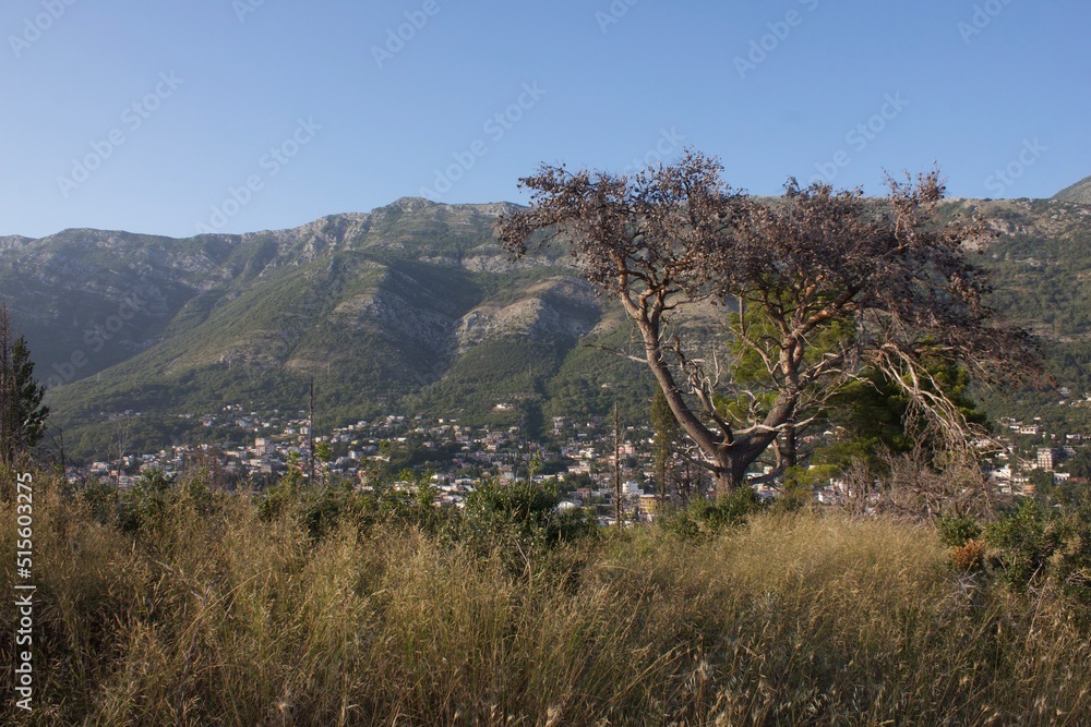 pine tree in the mountains