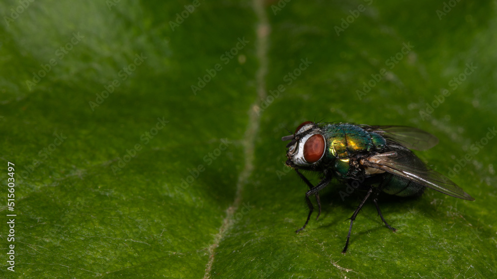 Fliege sitzt auf einem Blatt Fliege sitzt auf einem Blatt