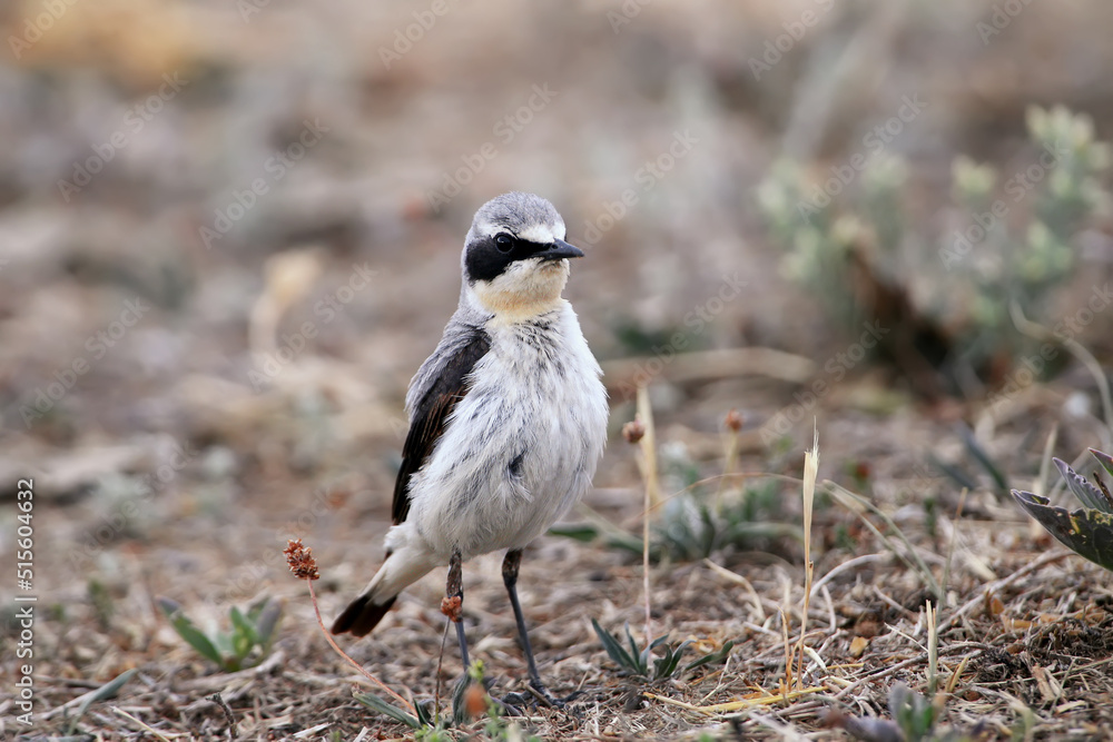 Obraz premium Male northern wheatear (Oenanthe oenanthe) photographed on the ground and slanting branches in close-up against a uniform blurred background