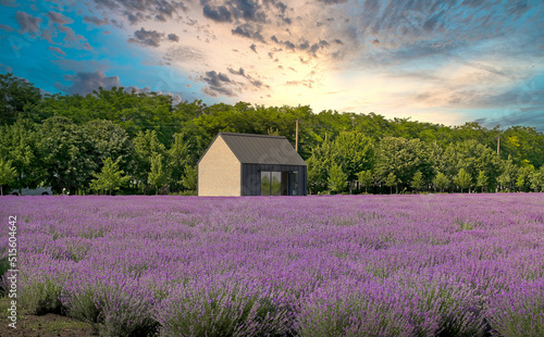 Plantations of lavender were photographed at different times of the day in different light. Panoramas and regular photos.