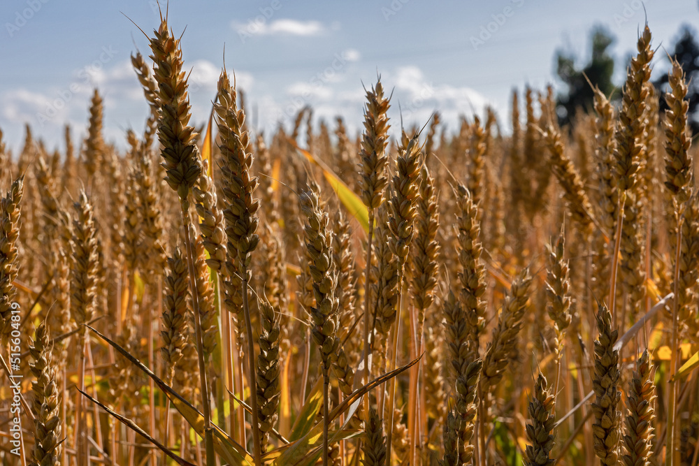 wheat field in summer in July wheat field in summer in July