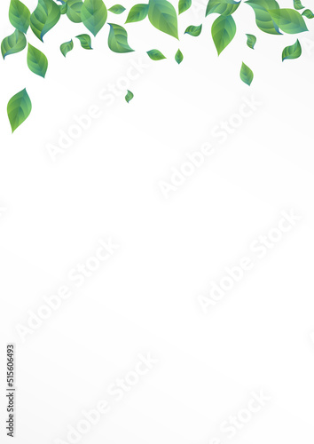 Swamp Leaf Abstract Vector White Background