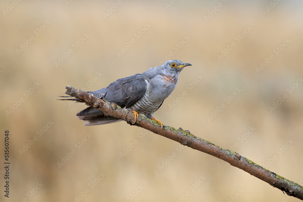 A male common cuckoo sits on a slanted branch and lekking against a beautiful blurred beige background. Close-up detailed photos A male common cuckoo sits on a slanted branch and lekking against a beautiful blurred beige background. Close-up detailed photos