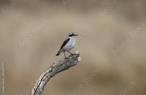 Male northern wheatear (Oenanthe oenanthe) photographed on the ground and slanting branches in close-up against a uniform blurred background