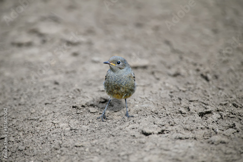 Close-up of a young common redstart (Phoenicurus phoenicurus) standing on the ground and looking at the photographer. Close-up photo with plumage details photo