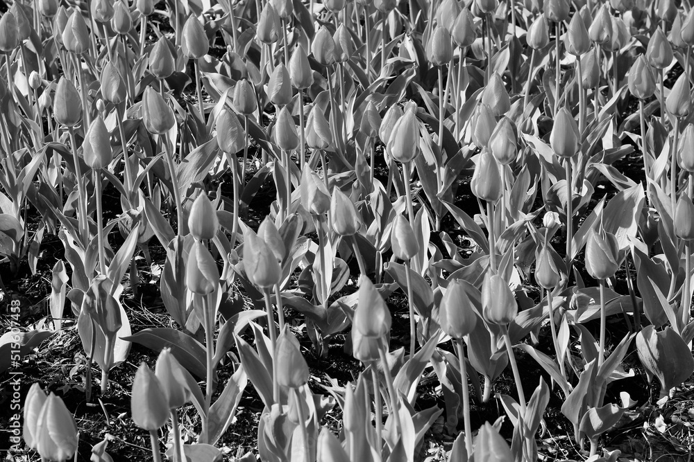 Obraz premium grass and flowers