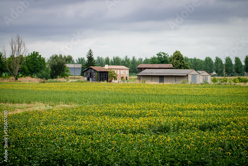 Ferme et champ de tournesols