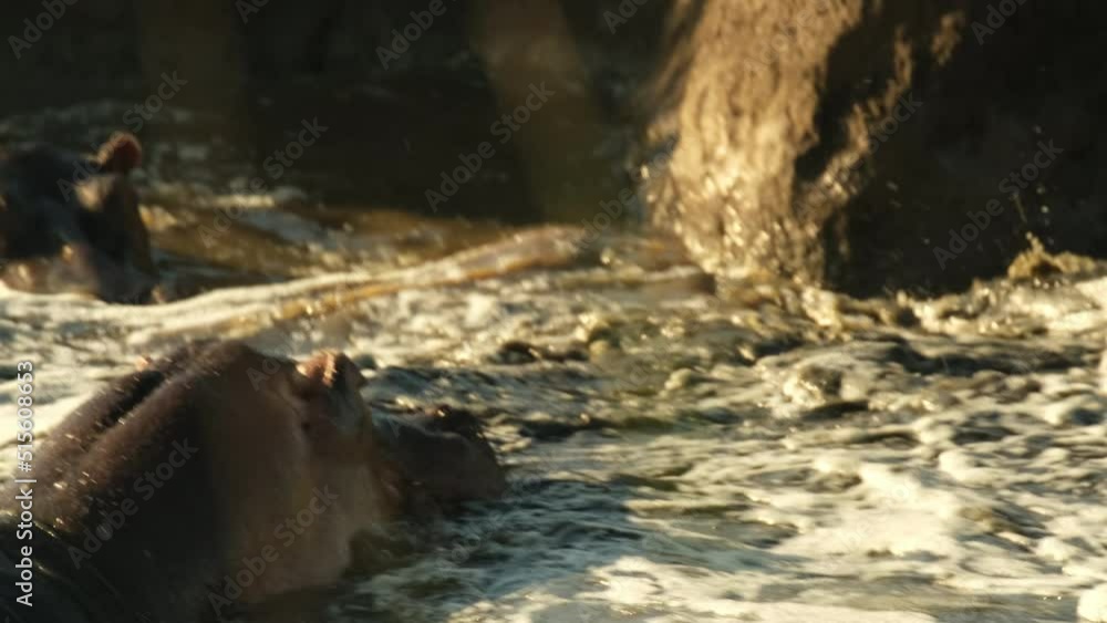 A skirmish between two rival hippos who did not share the territory in the pond of the Serengeti National Reserve. Conflict and fight of two hippos. Huge mouths with fangs of hippos during a fight A skirmish between two rival hippos who did not share the territory in the pond of the Serengeti National Reserve. Conflict and fight of two hippos. Huge mouths with fangs of hippos during a fight