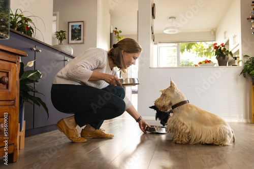 Caucasian mid adult woman giving food in bowls to scottish terriers sitting on hardwood floor photo