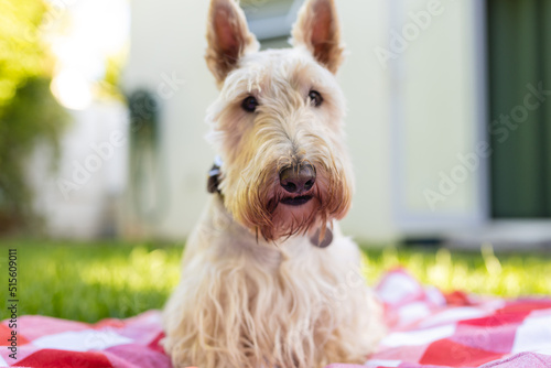 Portrait of white scottish terrier sitting on checked patterned blanket against house in yard