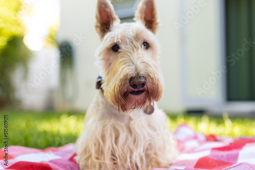 Portrait of white scottish terrier sitting on checked patterned blanket against house in yard photo