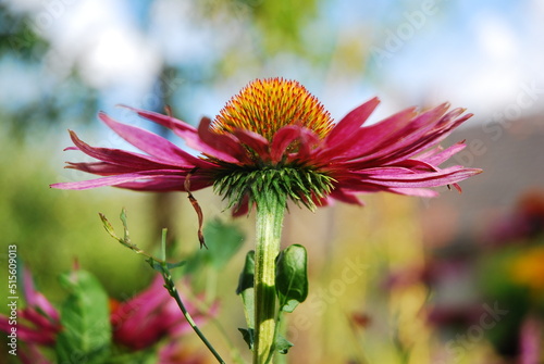 Purple echinacea flower in the garden. Medicinal plant.