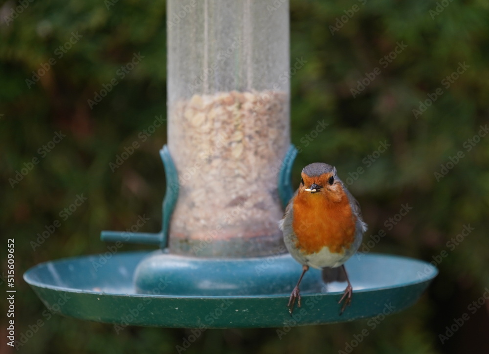 Naklejka premium robin on a feeder,rotkehlchen am futterspender