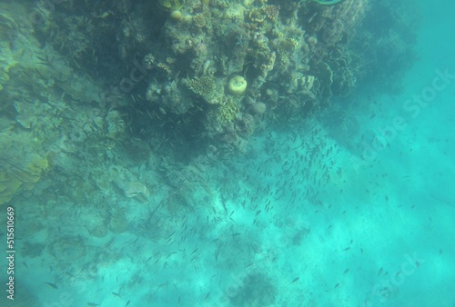 Fényképezés Beautiful green coral underwater in clear deep ocean