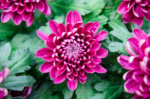 Chrysanthemum flowers bloom in autumn in the chrysanthemum garden. Beautiful purple chrysanthemum flowers close up.