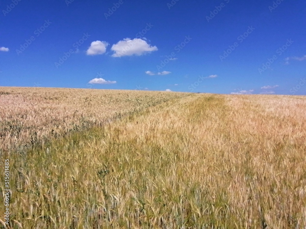 Landscape in the Sommer Sky