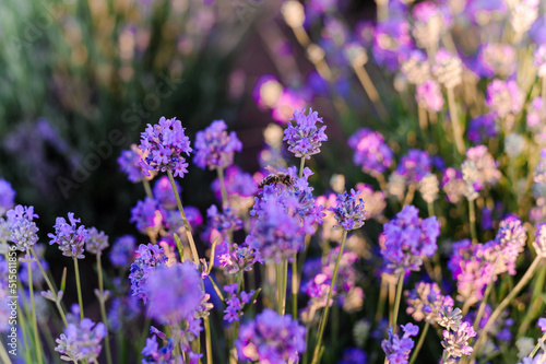 Lavender field. Purple flowers on the field. Provence