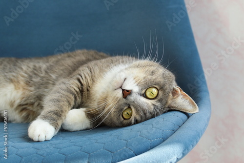 A cute short-haired cat lying on a soft chair