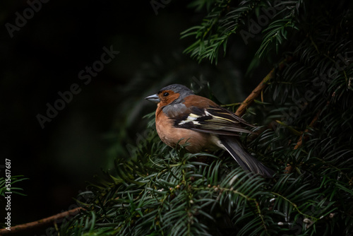 Chaffinch in the tree in the woods