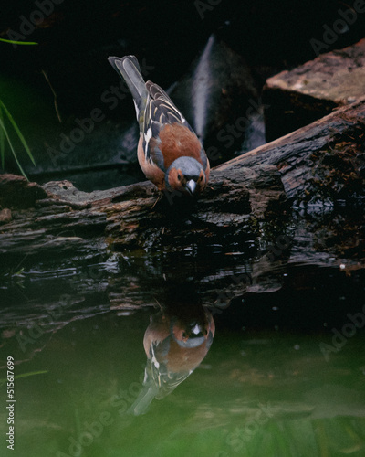 Chaffinch reflection in the woods