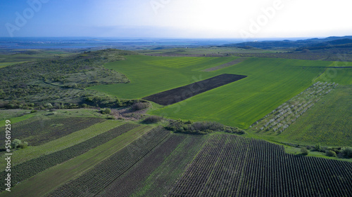 Green farm fields aerial view in early spring on a clear sunny day. Agriculture and landscape aerial photography